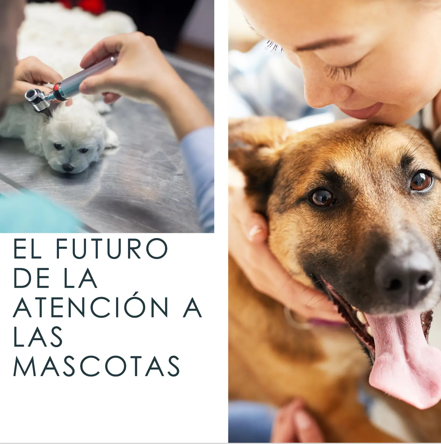 Tecnología Veterinaria: Innovaciones que Transforman el Cuidado de las Mascotas